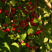 серафим михайлович on My World.