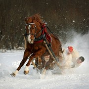 Конный клуб "Храброе сердце" Красноярск группа в Моем Мире.