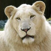 White Lion on My World.