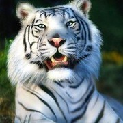 белый тигра on My World.