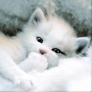 Юлия  ________ on My World.