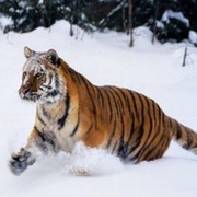Тигра Тигрова on My World.