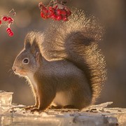 Squirrel Danilova on My World.