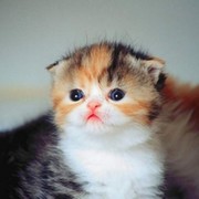 Муся Кошечкина on My World.