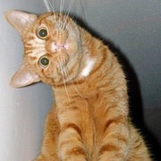 Виктория Копернак on My World.